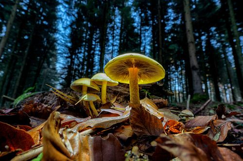 brandende zwavelkoppen