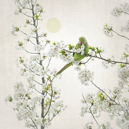 Japandi Stijl. Halsbandparkiet in Amsterdam.