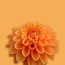 Orange Dahlia by Willeke Vrij thumbnail