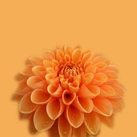 Orange Dahlia