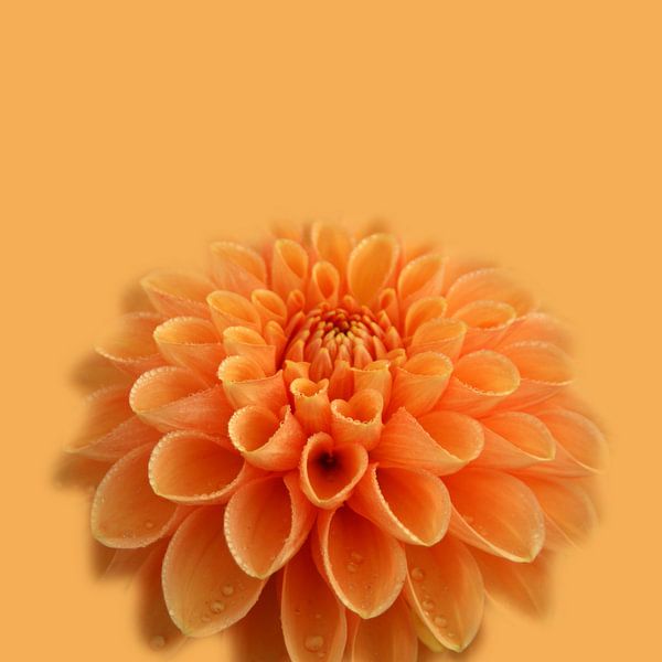 Oranje dahlia van Willeke Vrij