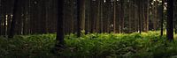 Im Wald 