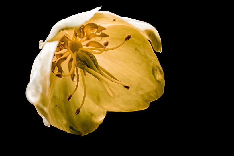The Helleborus: Spring is on its way! by Huub de Bresser