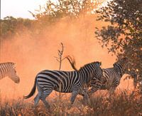 Zebra's in beweging