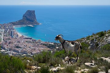 La chèvre de montagne regarde Calpe et la mer Méditerranée