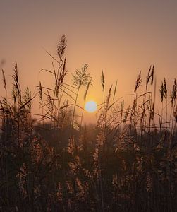 zonnig riet van Tania Perneel