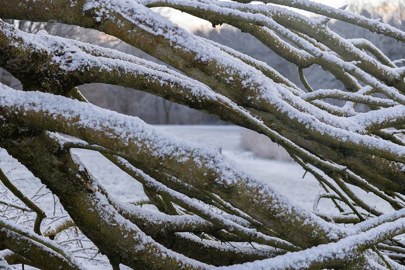 Snow by Marieke Deinum