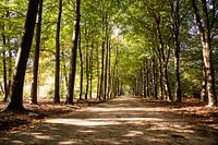 Sunshine Forest Path 6 - Autumn in Hoenderloo