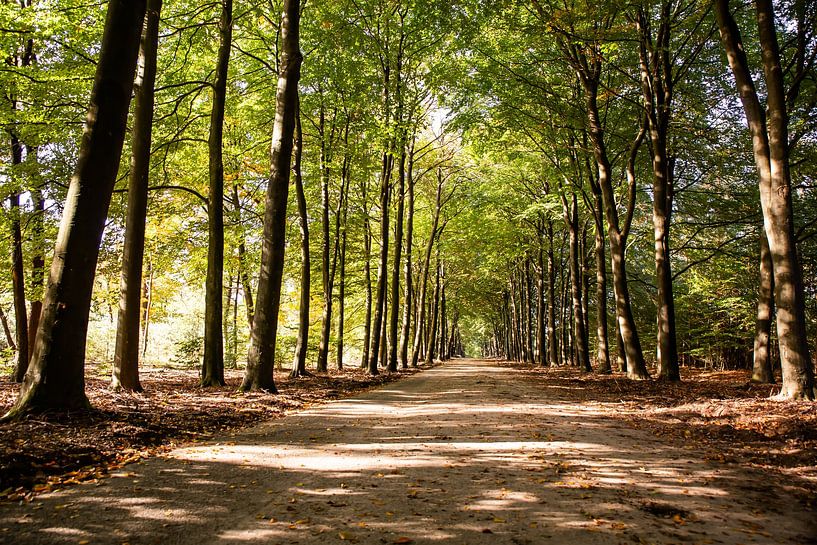 Sunshine Forest Path 6 - Autumn in Hoenderloo by Deborah de Meijer