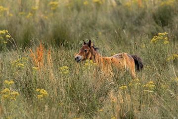 Wilde jonge paardje in een open heide. van Enrique De Corral