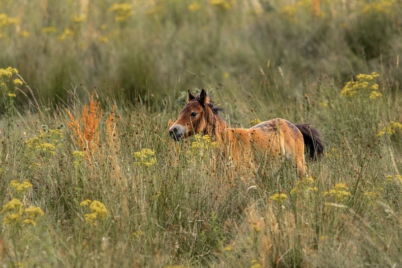 Wild young horse in an open heath. by Enrique De Corral
