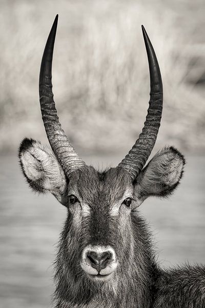 Waterbuck en Afrique du Sud par Ed Dorrestein