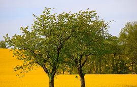 Bäume vor Rapsfeld von Thomas Jäger