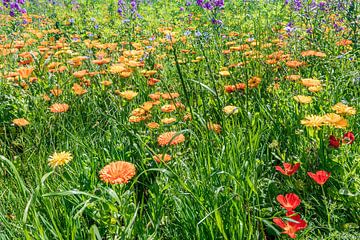 Bloemenweide met calendula en klaproos aan het Bodenmeer van Werner Dieterich