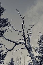 Verzweigtes Relikt von Bernd Tollkühn