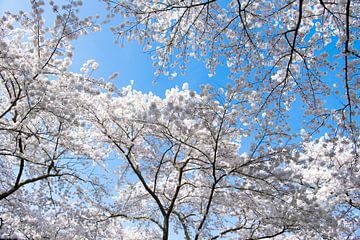 kersenbloesem bomen in bloei tegen een blauwe lucht van Heleen Schenk / Smeerjewegproducties