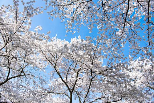 kersenbloesem bomen in bloei tegen een blauwe lucht