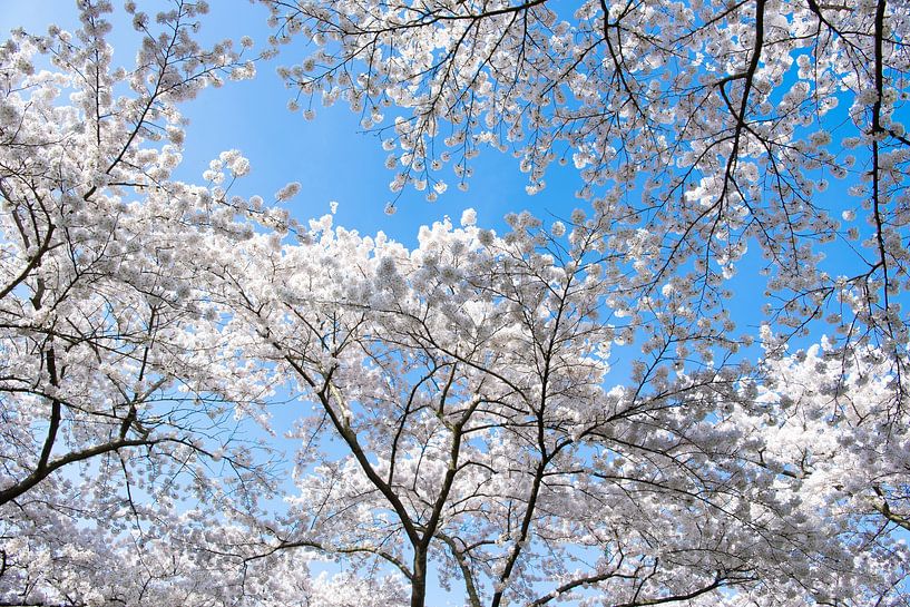 cherry blossom trees in bloom against a blue sky by Heleen Schenk / Smeerjewegproducties