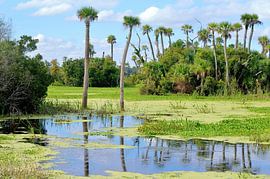 De wetlands van Frank's Awesome Travels