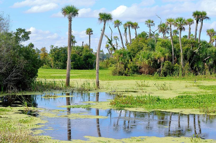 The wetlands by Frank's Awesome Travels