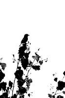 Sparrow, Dunnock, songbird, black and white, abstract