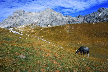 Stier in de Picos de Europa van Jos van den berg