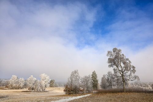 Nebel und Raureif - Winterlandschaft Irndorfer Hardt im Naturpark Obere Donau von BlattArt - Christine Horn