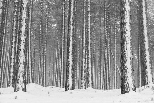 Besneeuwd dennenbos