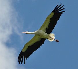 overvliegende ooievaar sur Marten Wieringa