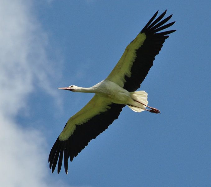 overvliegende ooievaar by Marten Wieringa