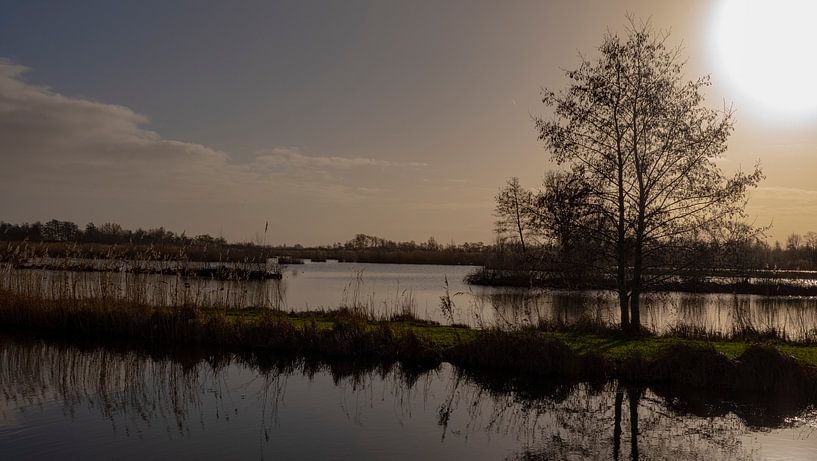 Arbre solitaire par MRHVisuals