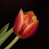 Tulip by night.