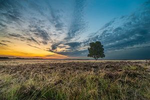 Einsamer Baum von Peter Bijsterveld