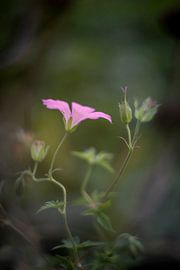Fleur rose goudron sur Jacqueline de Groot