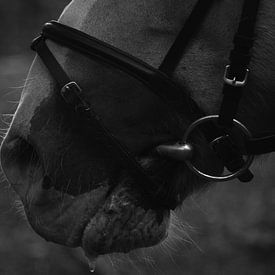paarden neus van nikita van der Starre- Zagers