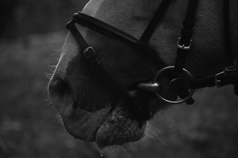 paarden neus by nikita van der Starre- Zagers