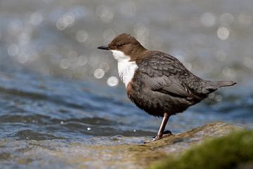 Wasseramsel ( Cinclus cinclus ) bei der Jagd, umgeben von hell gitzerndem, schnell fließenden Wasser von wunderbare Erde