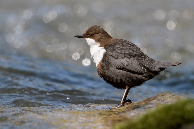 Cincle plongeur (Cinclus cinclus) en train de chasser, entouré d'eau vive et scintillante, faune sau par wunderbare Erde