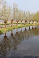 Weiden