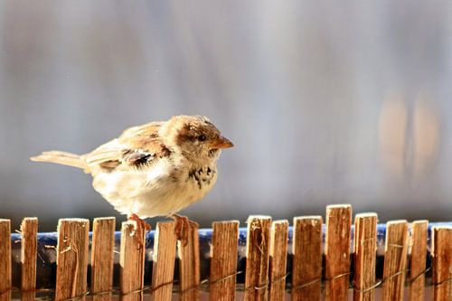 Common house sparrow bird