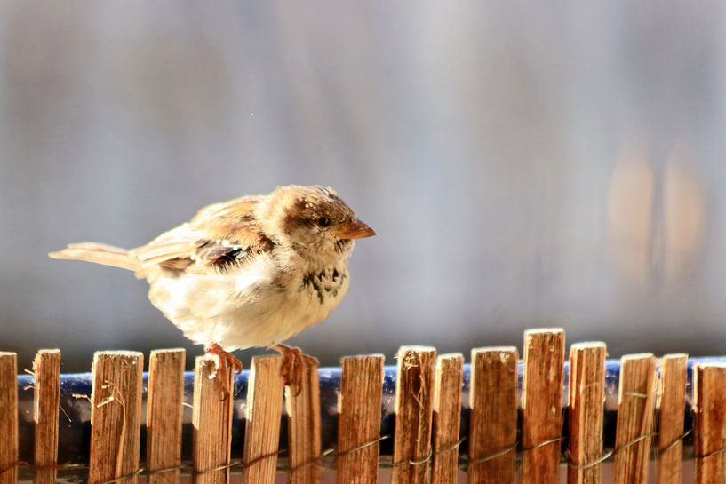 Gewöhnlicher Haussperling von Bobsphotography
