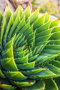 Die Geometrie der Aloe