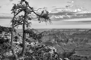 Grand Canyon amerika van Jan Pel