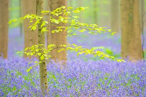 Forêt de Bluebell avec des fleurs de jacinthes sauvages sur le sol de la forêt sur Sjoerd van der Wal Photographie