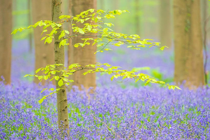 Beukenbos met bloeiende wilde hyacinten en varenplanten van Sjoerd van der Wal Fotografie