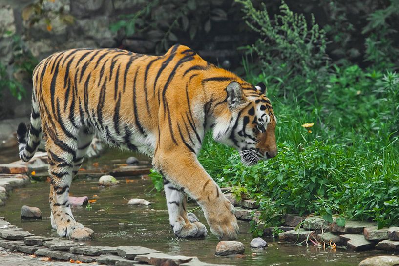 Ein schöner Tiger, eine große Raubkatze auf dem Hintergrund eines Baches und eines satten smaragdgrü von Michael Semenov