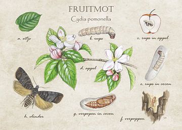 Fruit moth (life cycle) by Jasper de Ruiter