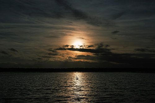 Cygne solitaire dans le Vught Gement