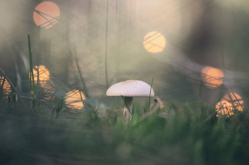 Macro - Paddenstoel par Angelique Brunas