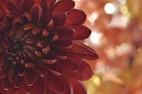 Chrysantheme